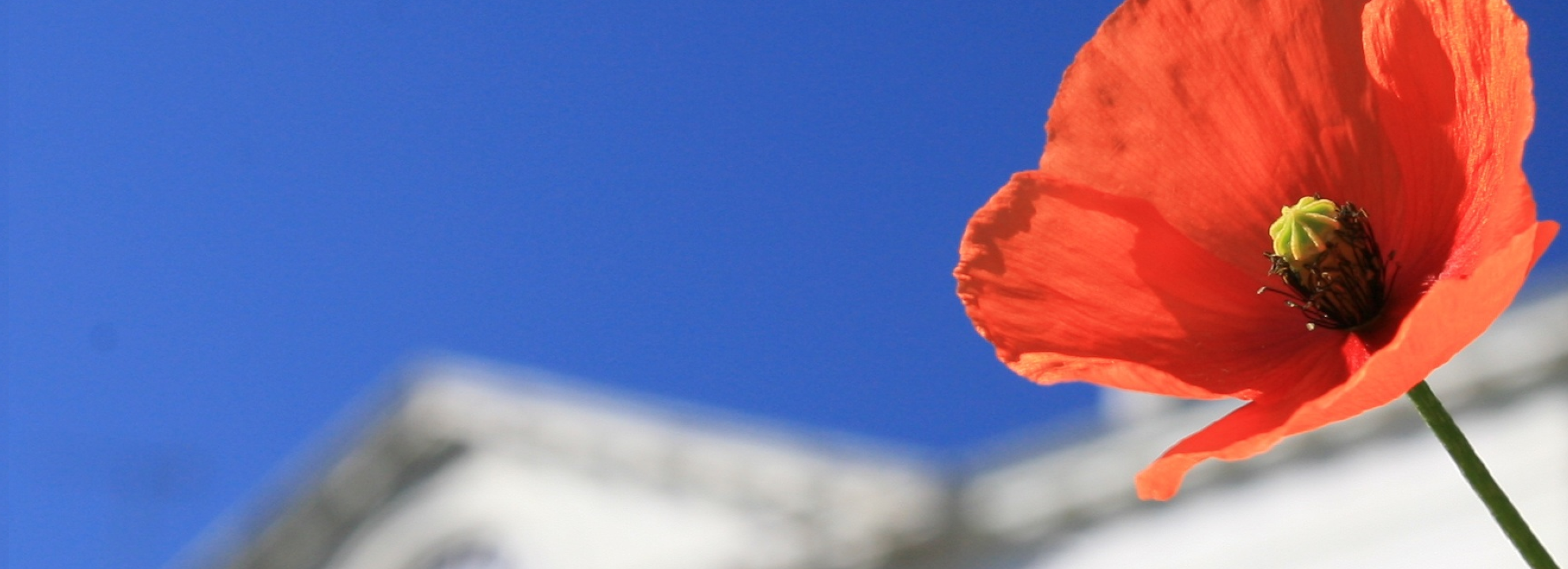 coquelicot en fleur a chateau beaumont