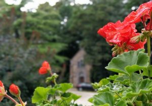 geranium en fleur dans la cour d'entree de chateau beaumont